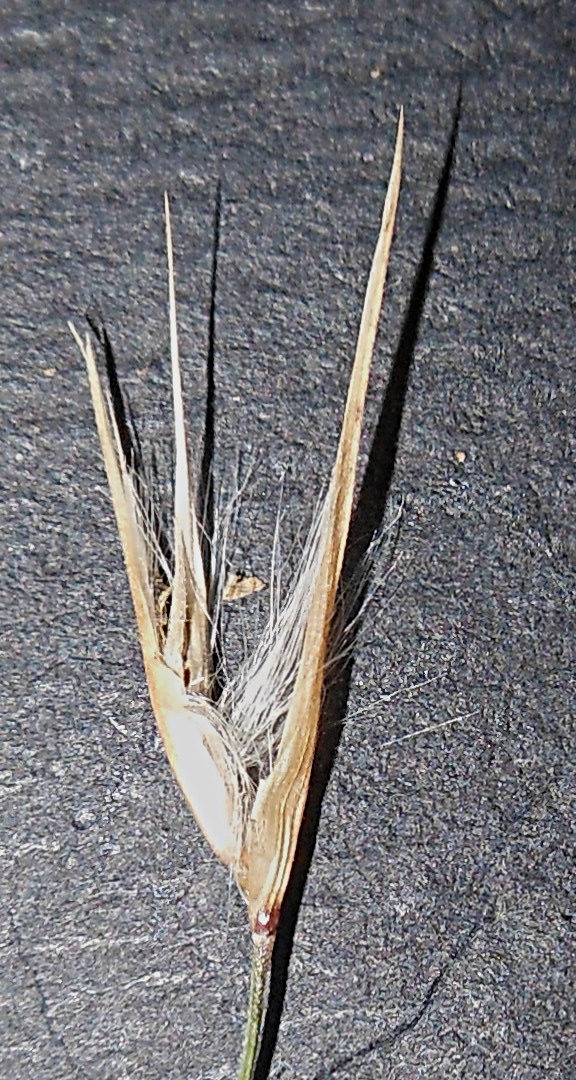 Arundo donaciformis (Loisel.) Hardion, Verlaque & B. Vila